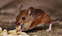 24 Hour & Emergency Exterminators in Beavercreek Township, OH